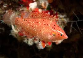 Cryptic Wrasse (Pteragogus cryptus)