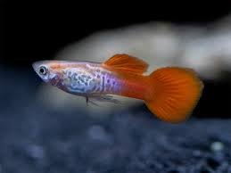 Snakeskin Koi Guppy - PAIR