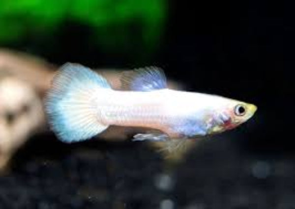 Guppy Moscow Male