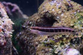 Blenny - Lineatus