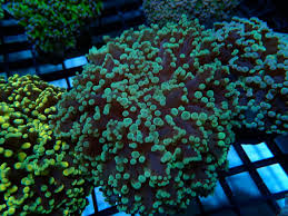 Frogspawn Corals (Euphyllia divisa)