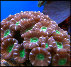 Candy Cane Coral Caulastraea spp