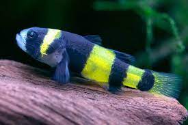 Goby Bumble Bee (brackish water)