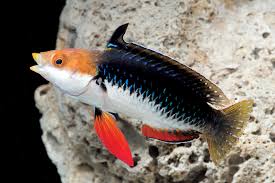 Wrasse - Monsoon (Cirrihilabrus hygroxerus)