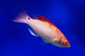 Wrasse - Mentawai Fairy (Cirrhilabrus adornatus)