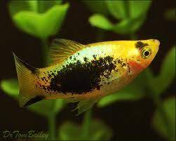 Platy Neon Gold Tuxedo