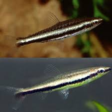 Twin Stripe Pencilfish (Nannostomus digrammus)