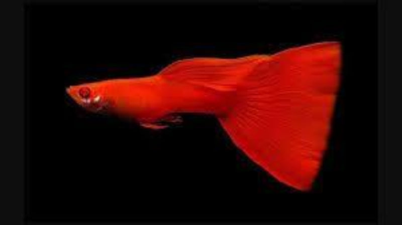 Guppy Moscow Male