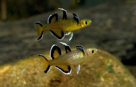 Blue Eye - Honey (Pseudomugil mellis)