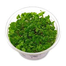 Tissue Culture Hydroctyle tripartita "Japan" Mini