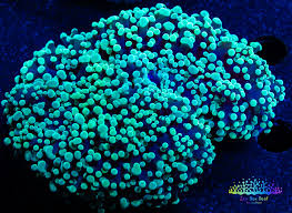 Frogspawn Corals (Euphyllia divisa)