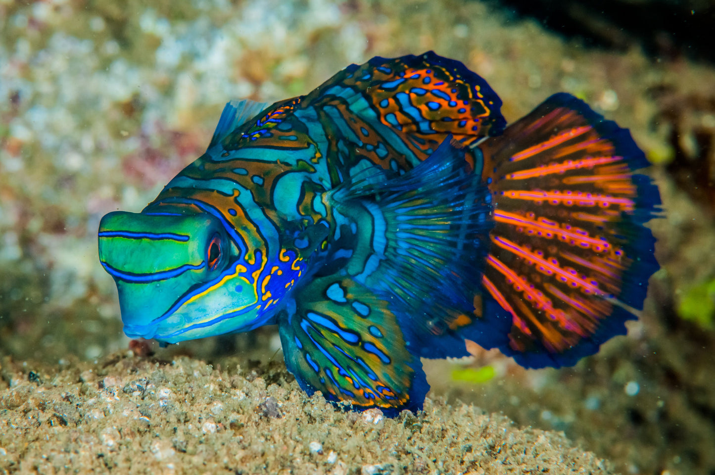 Dragonet - Psychedelic Mandarin (Synchiropus splendidus)