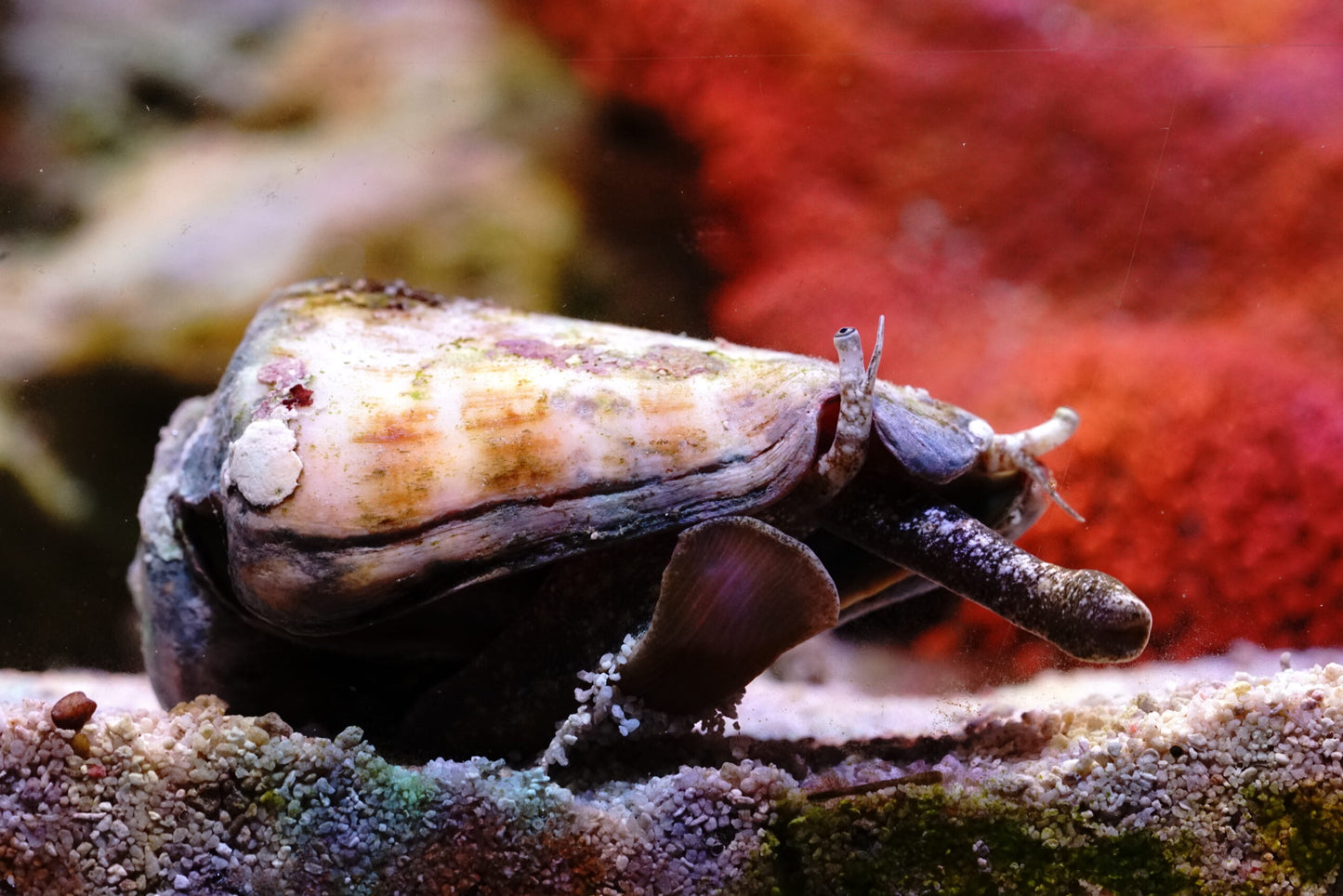 Snail Strombus - Saltwater species