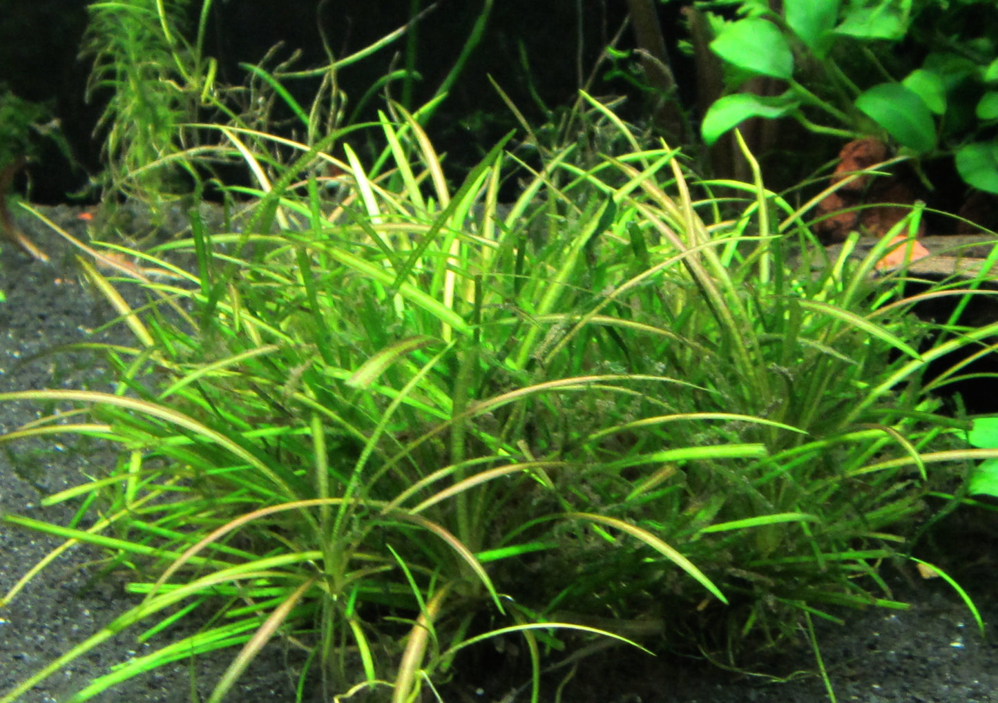 Echinodorus tenellus 'Micro Chain' Sword