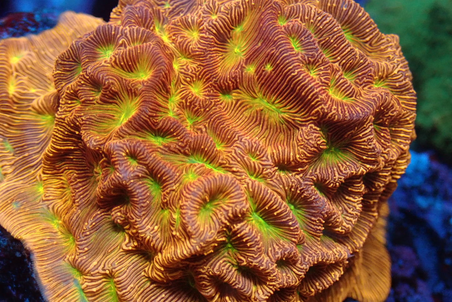Wrinkle Corals (Leptoseris sp.)
