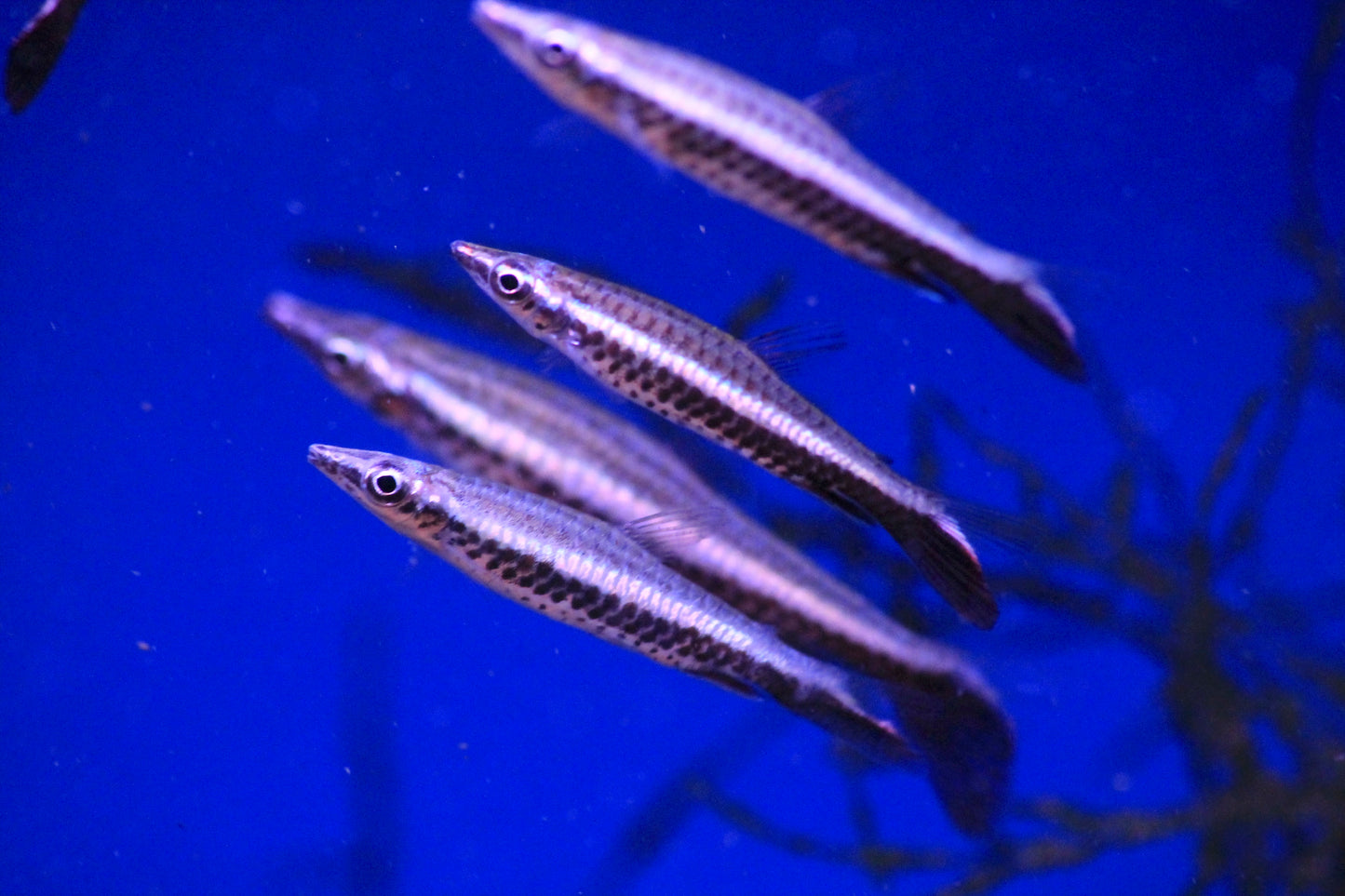 Pencilfish - Rocket Tail (Nannostomus Eques) "Rare"