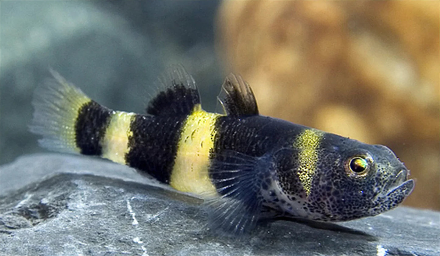 Goby Bumble Bee (brackish water)