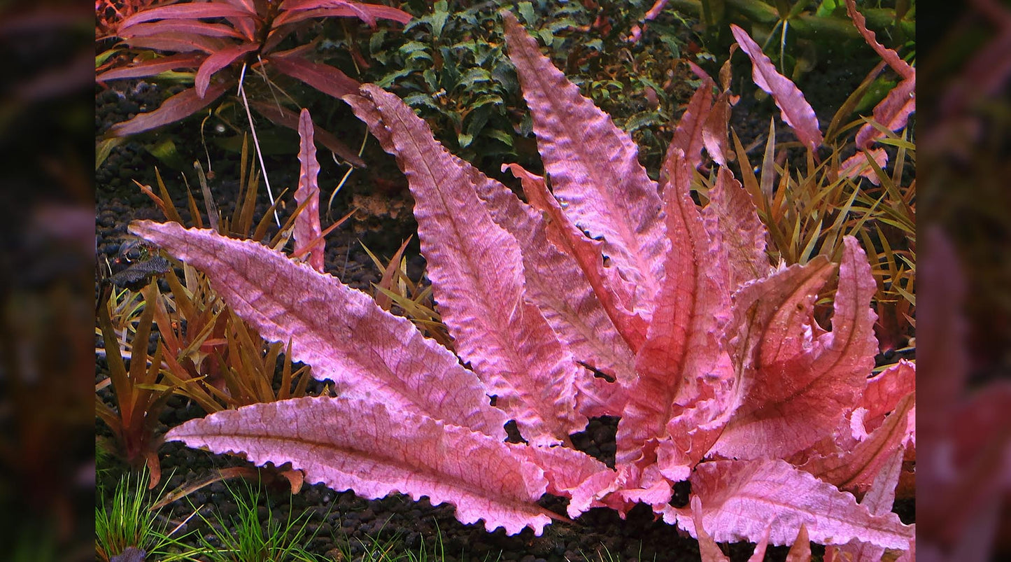 Cryptocoryne wendtii 'Pink Flamingo' - mesh pot
