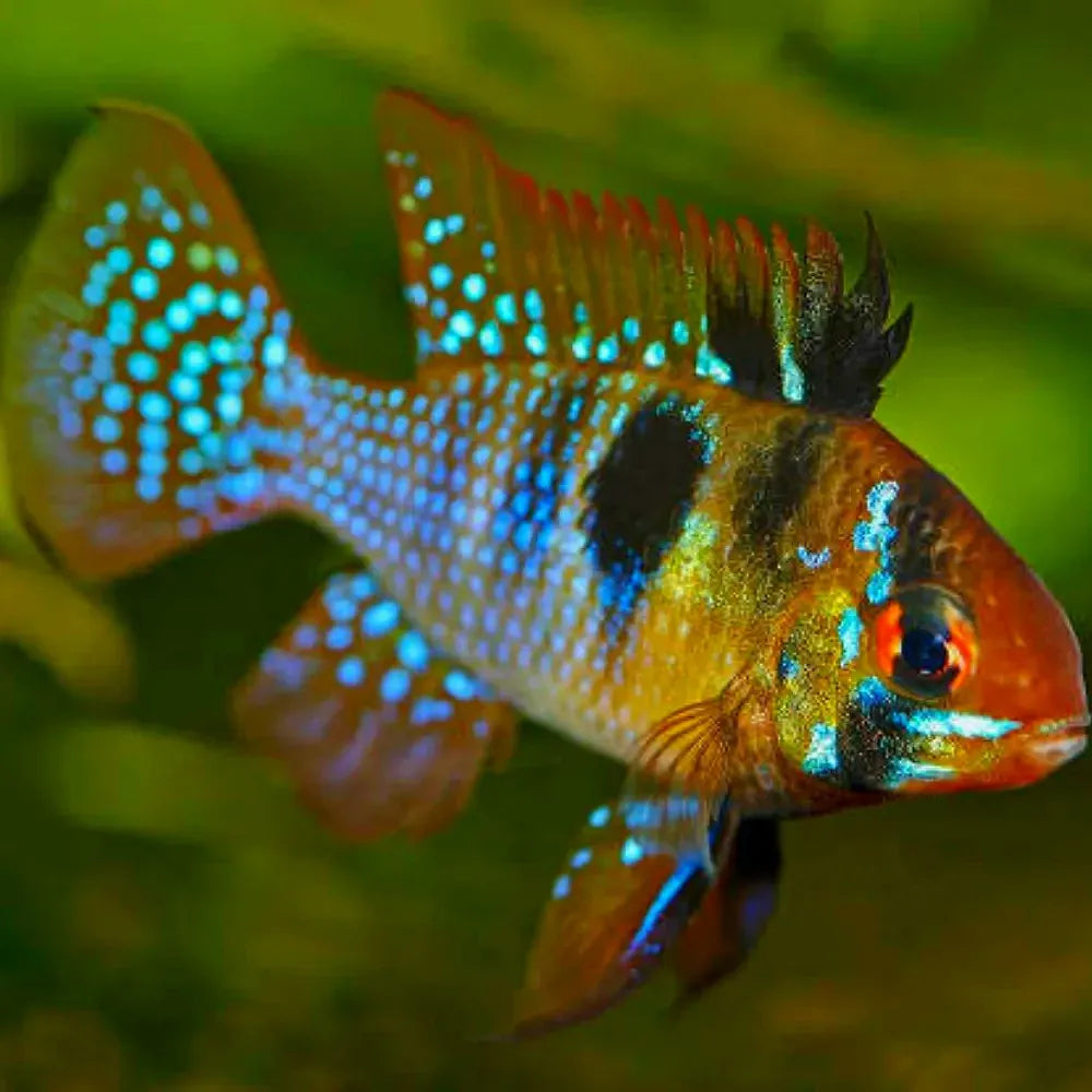 Ram - German (Mikrogeophagus ramirezi) 3.5cm