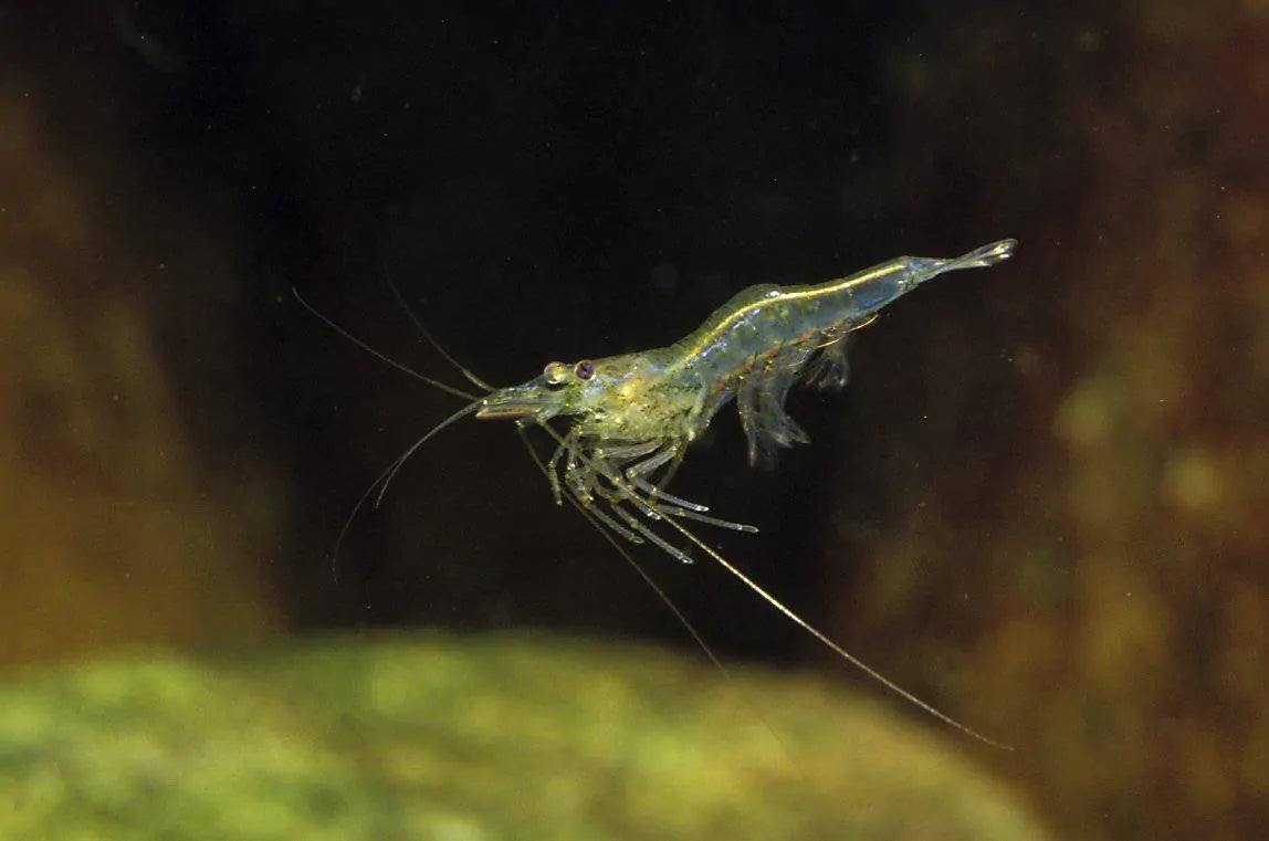Shrimp Marine Glass/Ghost (Saltwater species)