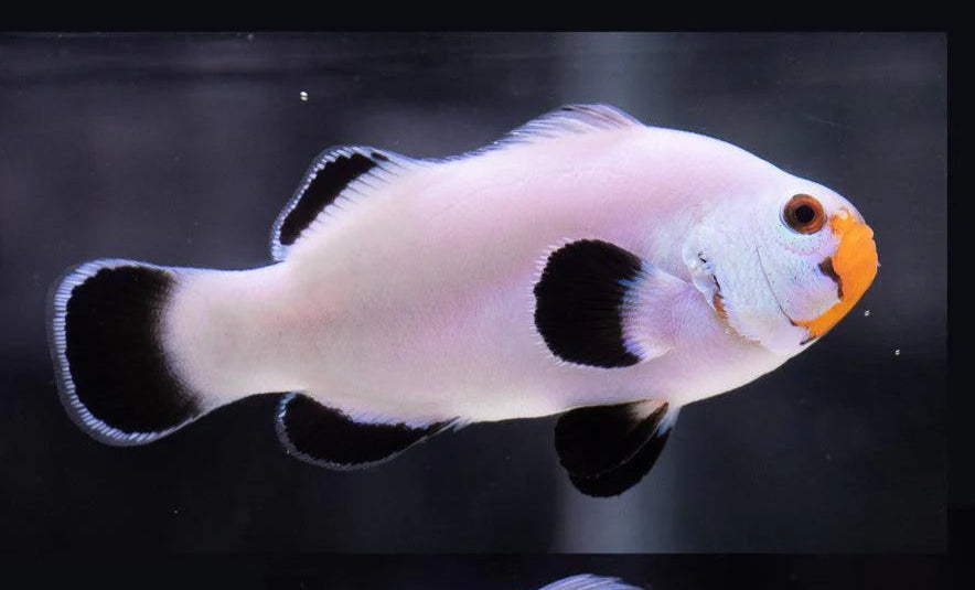 Clownfish - Ghost White (Amphiprion ocellaris) *Captive Bred* PAIR