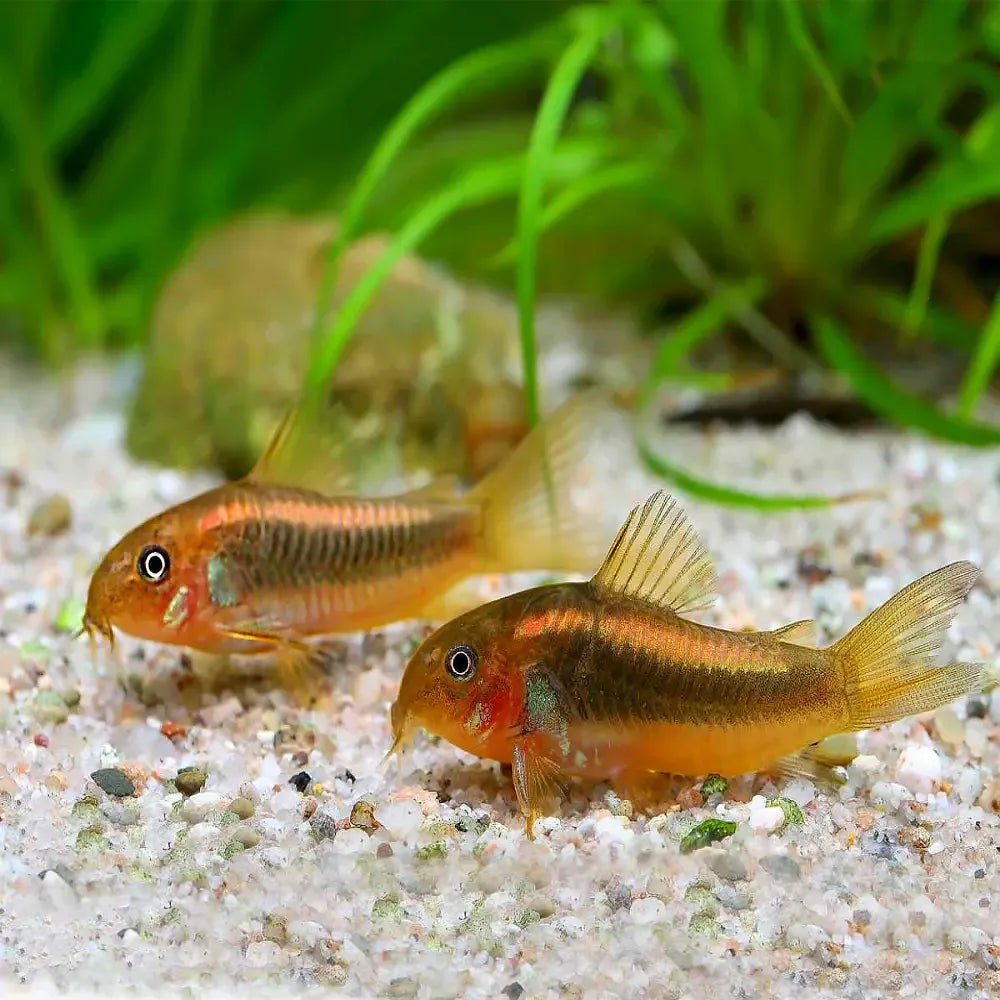 Corydora - Gold Laser (Corydoras aeneus) CW010