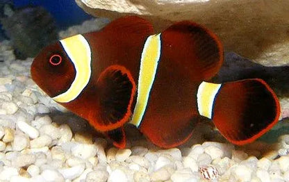 Clownfish - Gold Stripe Maroon (Premnas biaculeatus) PAIR *Captive Bred*
