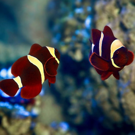 Clownfish - Gold Stripe Maroon (Premnas biaculeatus) PAIR *Captive Bred*