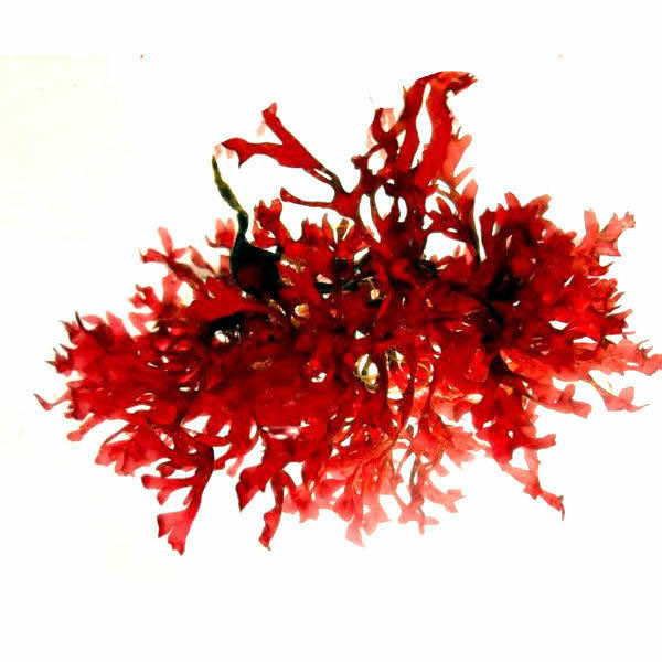 Macro Algae - Gracilaria sp. (Rare)