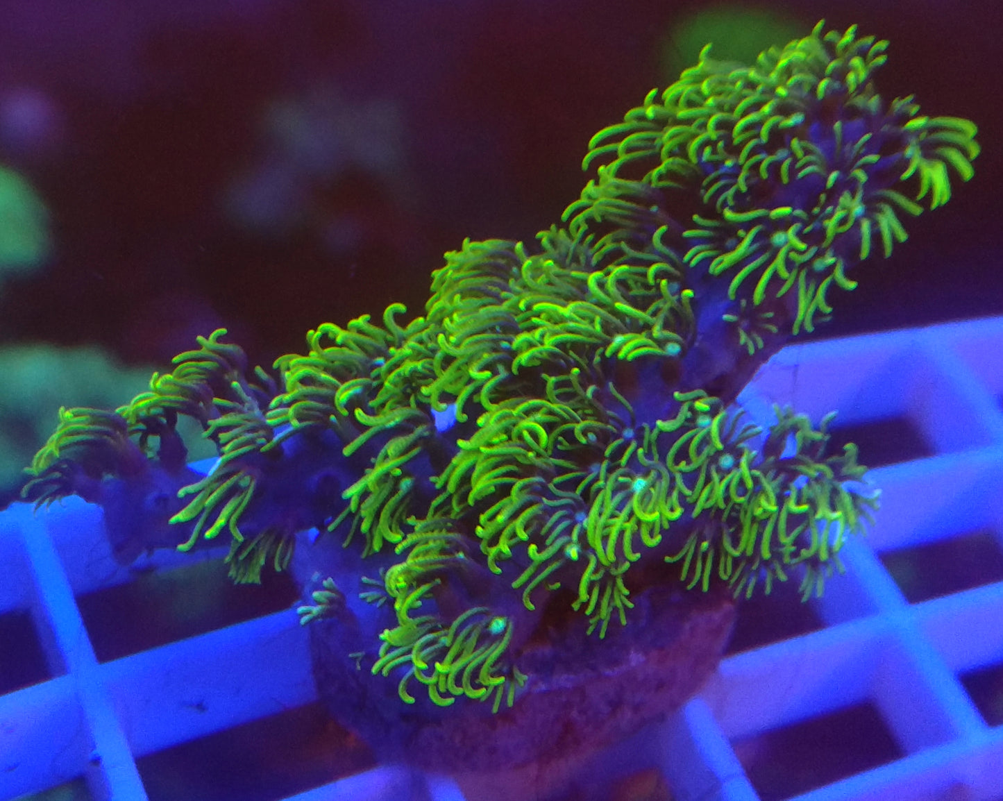 Aquacultured Coral Frags