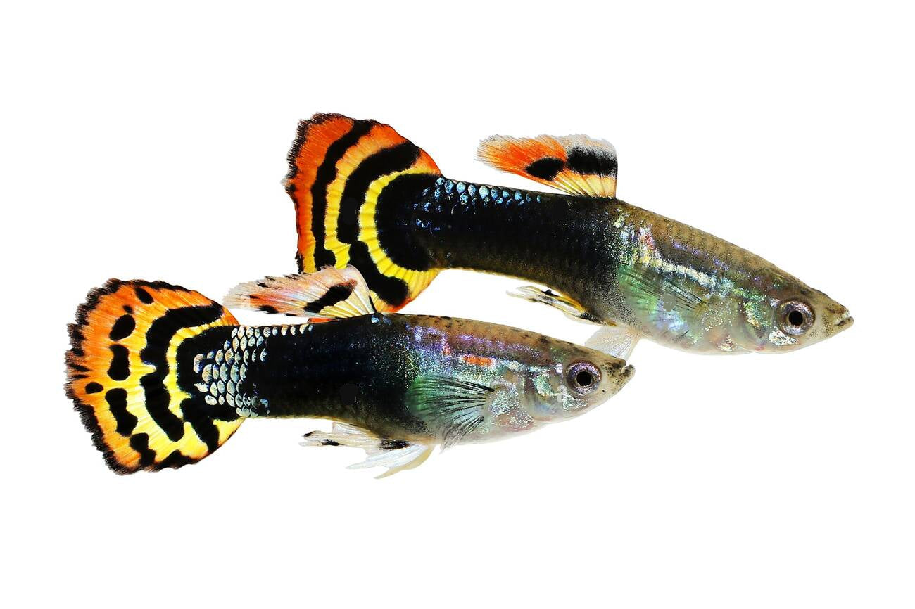 Guppy Dragon Head - PAIR