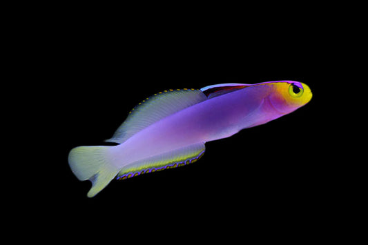 Goby Helfrich Firefish/Dartfish (Nemateleotris helfrichi) "Very Rare"