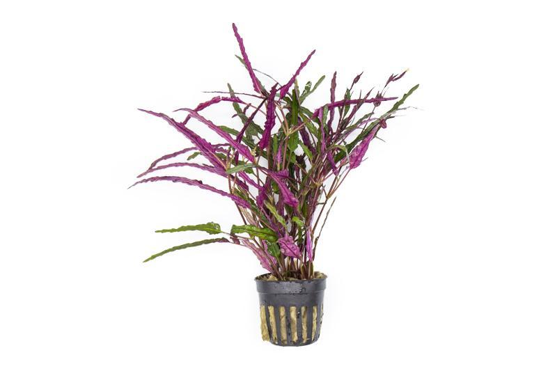 Hemigraphis Repanda - Dragon's Flame (Marginal/Bog Plant - not true aquatic)