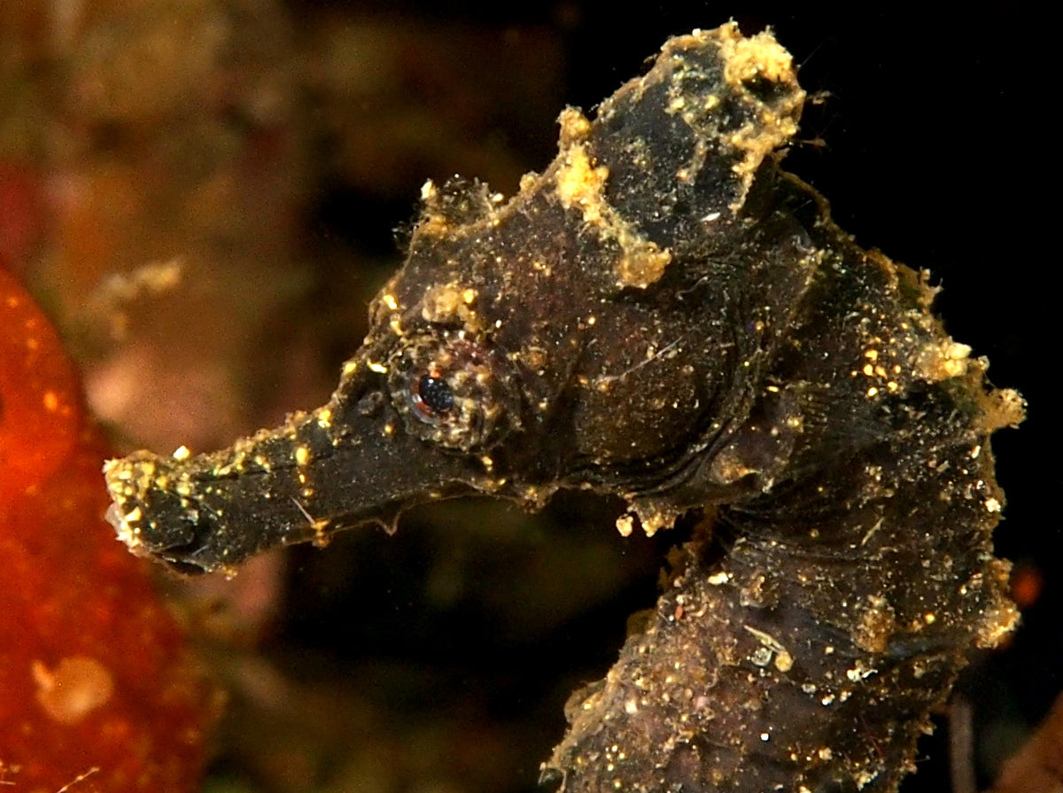 Seahorse - Kuda (Hippocampus kuda) *Captive Bred*