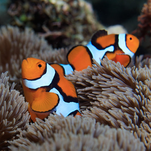 Clownfish - Percula Full-Band (Amphiprion percula) *Captive Bred*