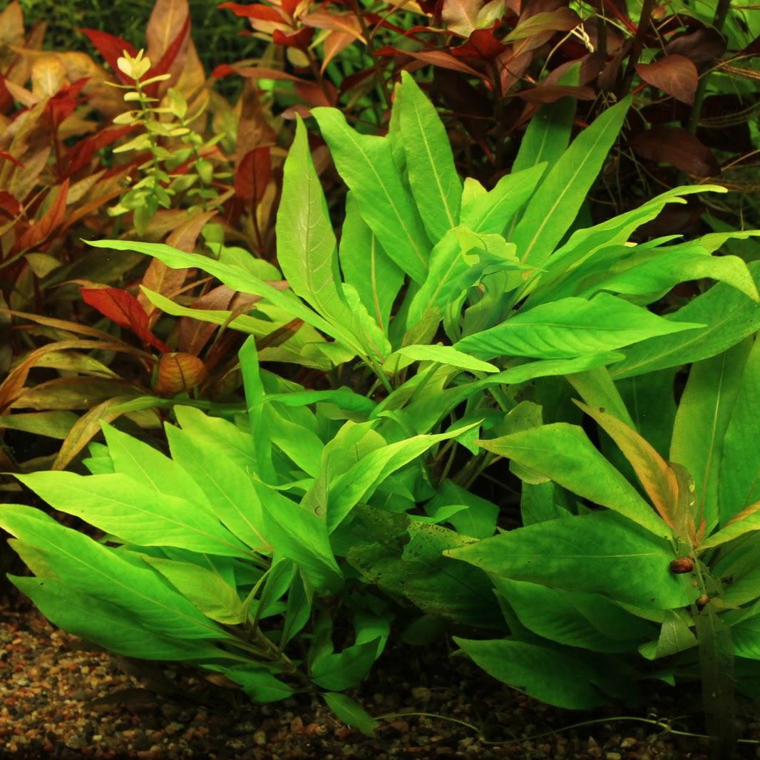 Hygrophila corymbosa "Compact" (Mini Green Temple)