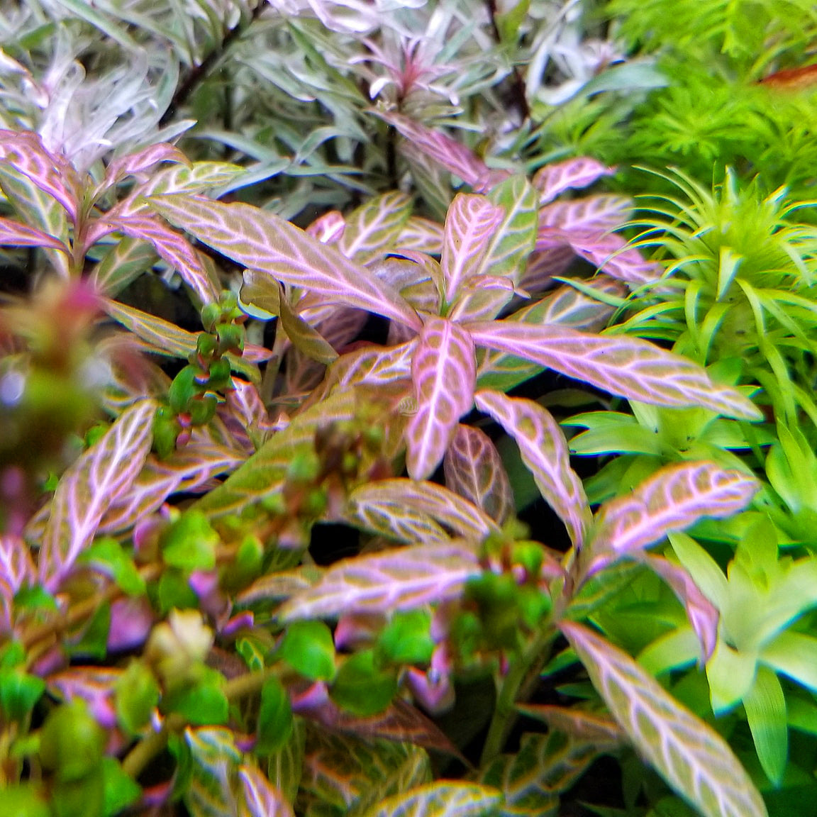 Hygrophila polysperma rosanervis 'Pink Poly/Sunset'