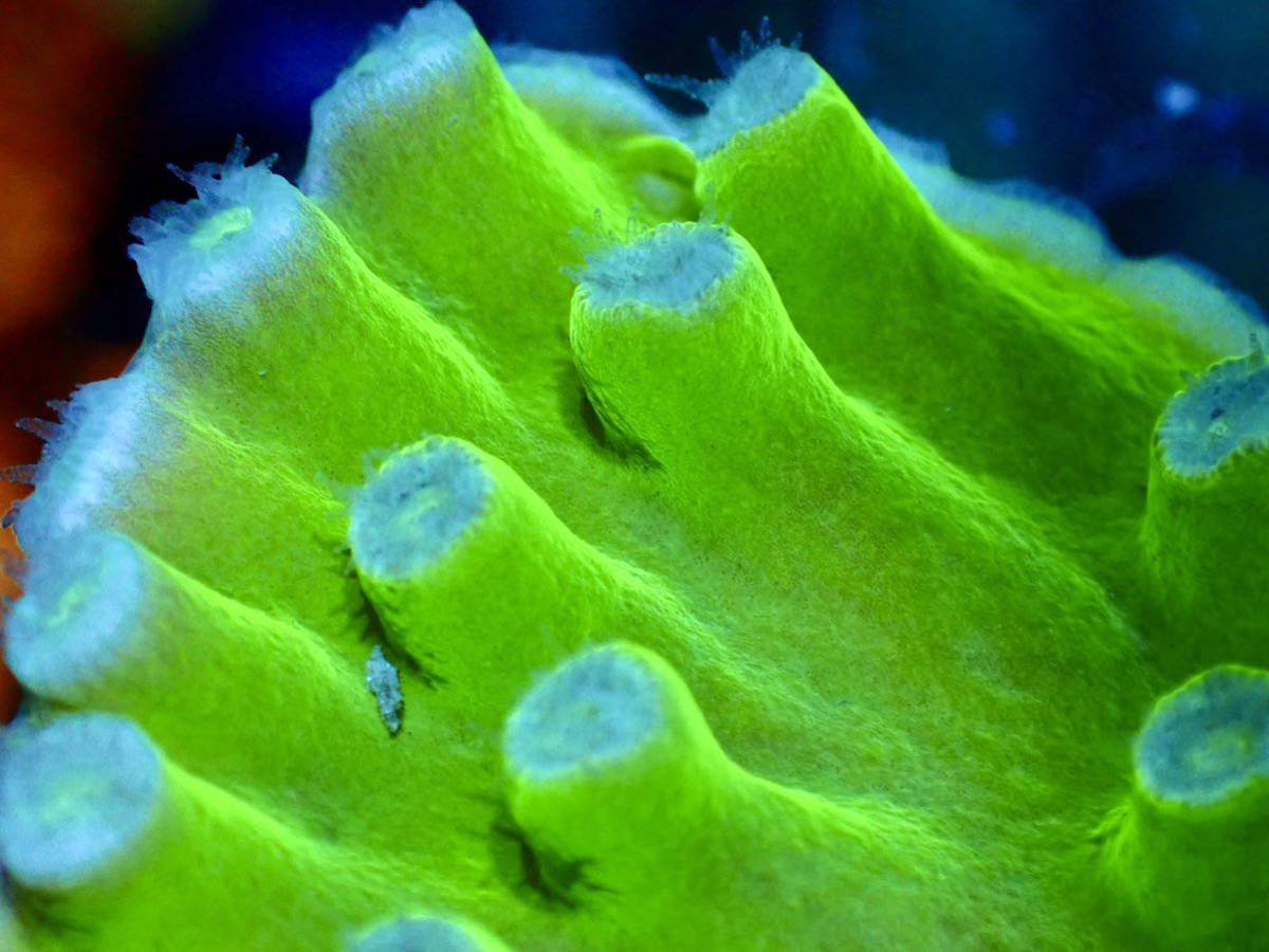 Pagoda Cup Corals (Turbinaria sp.)