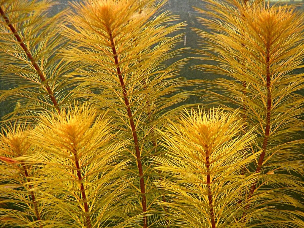 Milfoil - Bronze (Myriophyllum sp. 'Roraimi')