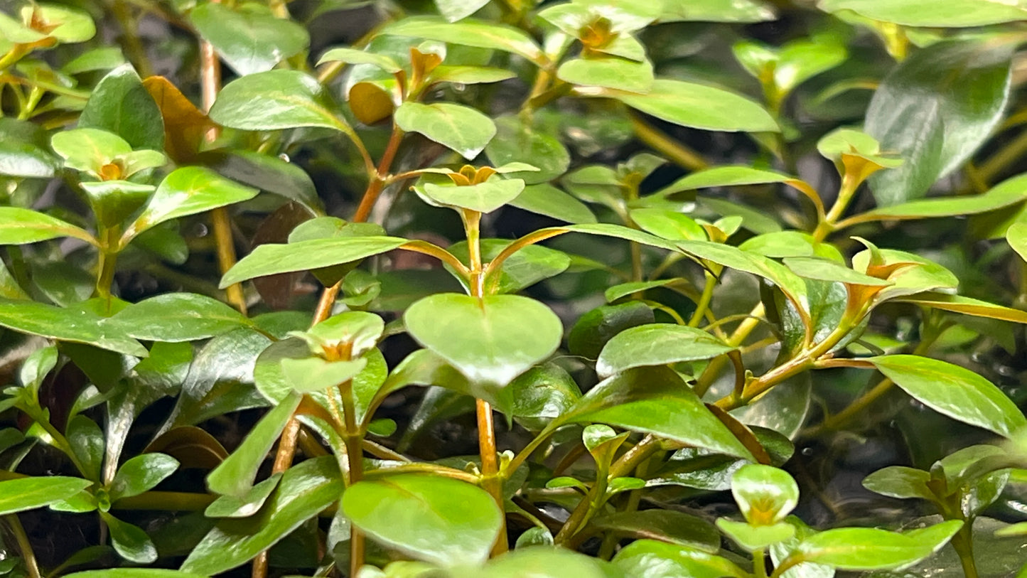 Ludwigia repens