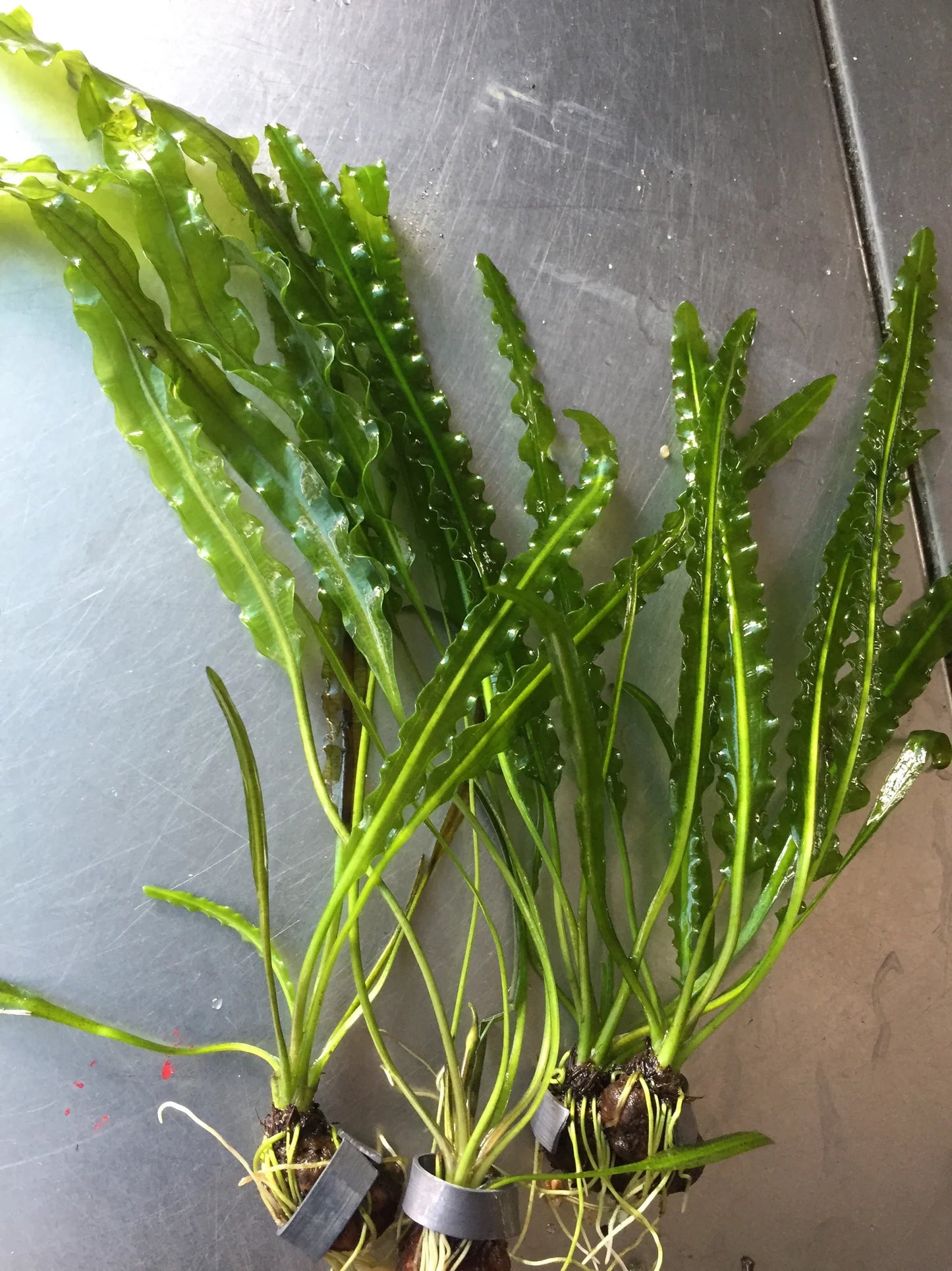 Aponogeton longiplumulosus *Rare*