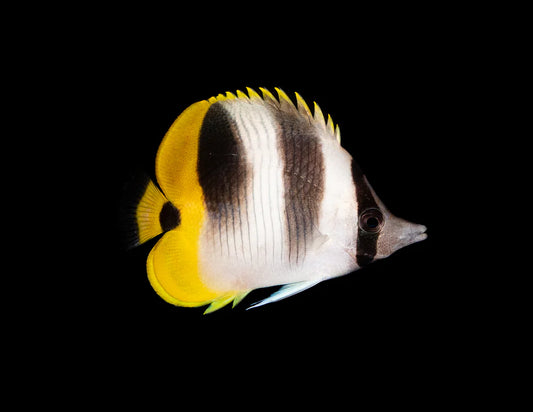 Butterflyfish - Double-Saddle (Chaetodon ulietensis)