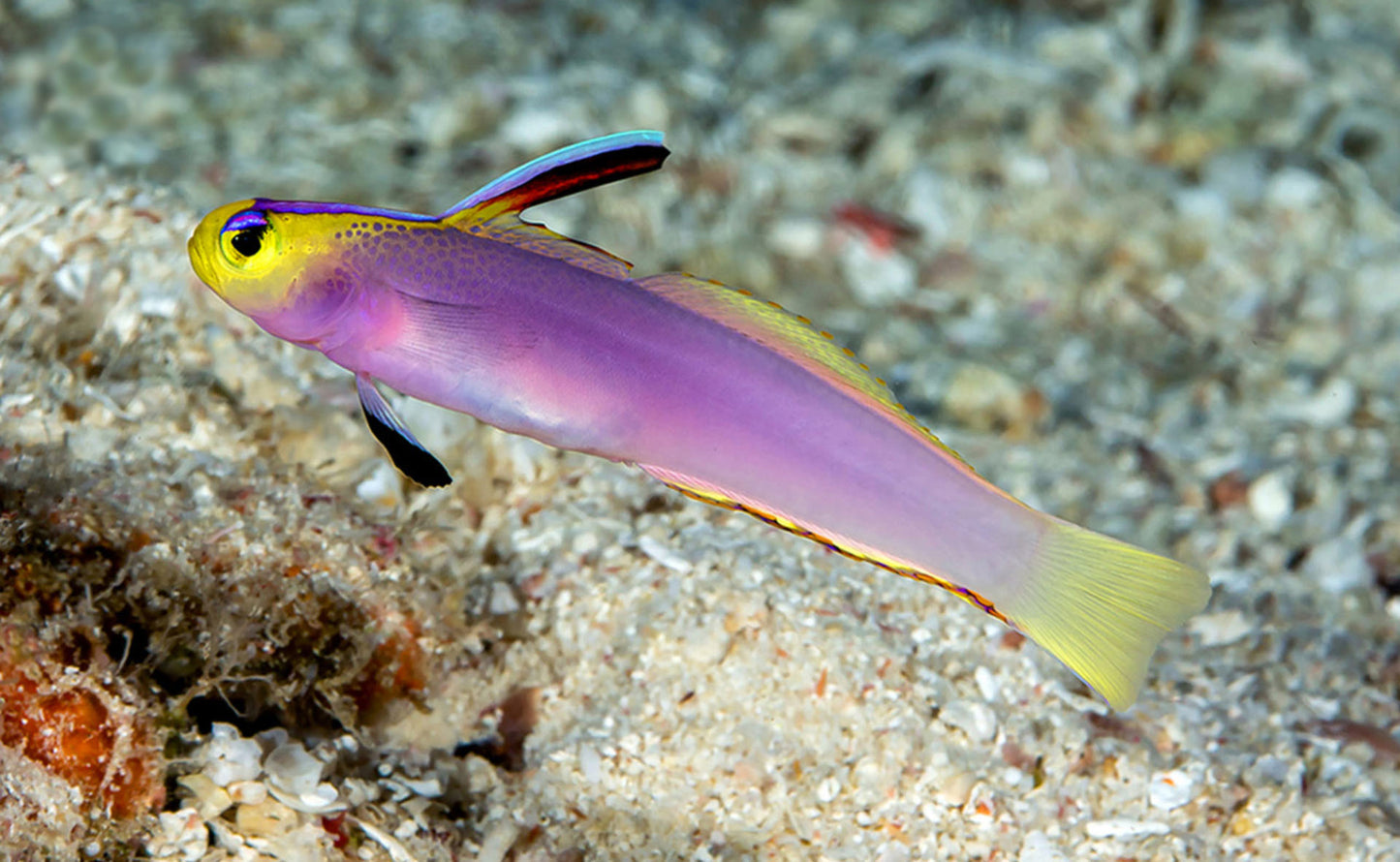 Goby Helfrich Firefish/Dartfish (Nemateleotris helfrichi) "Very Rare"