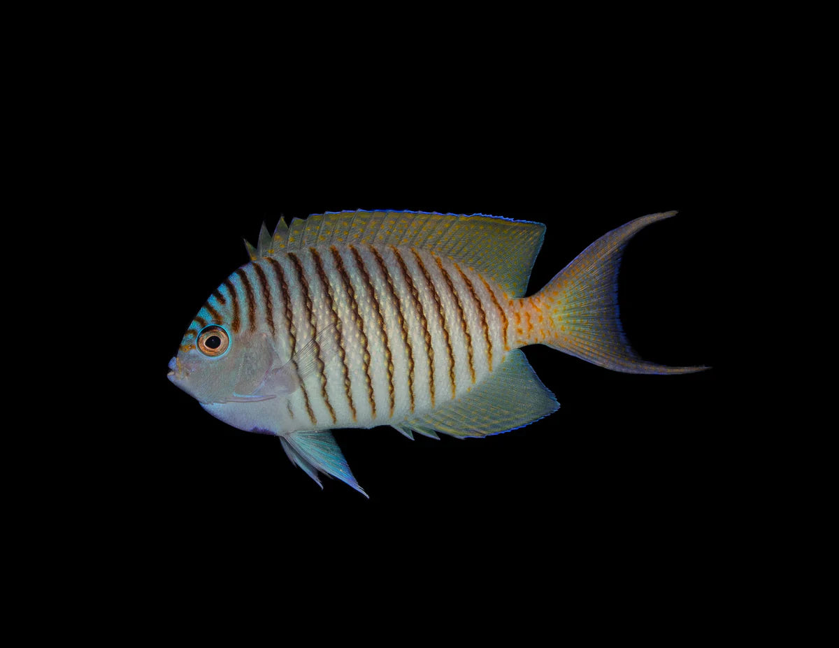 Angelfish Zebra *Reef Safe* (Genicanthus melanospilos) - Male