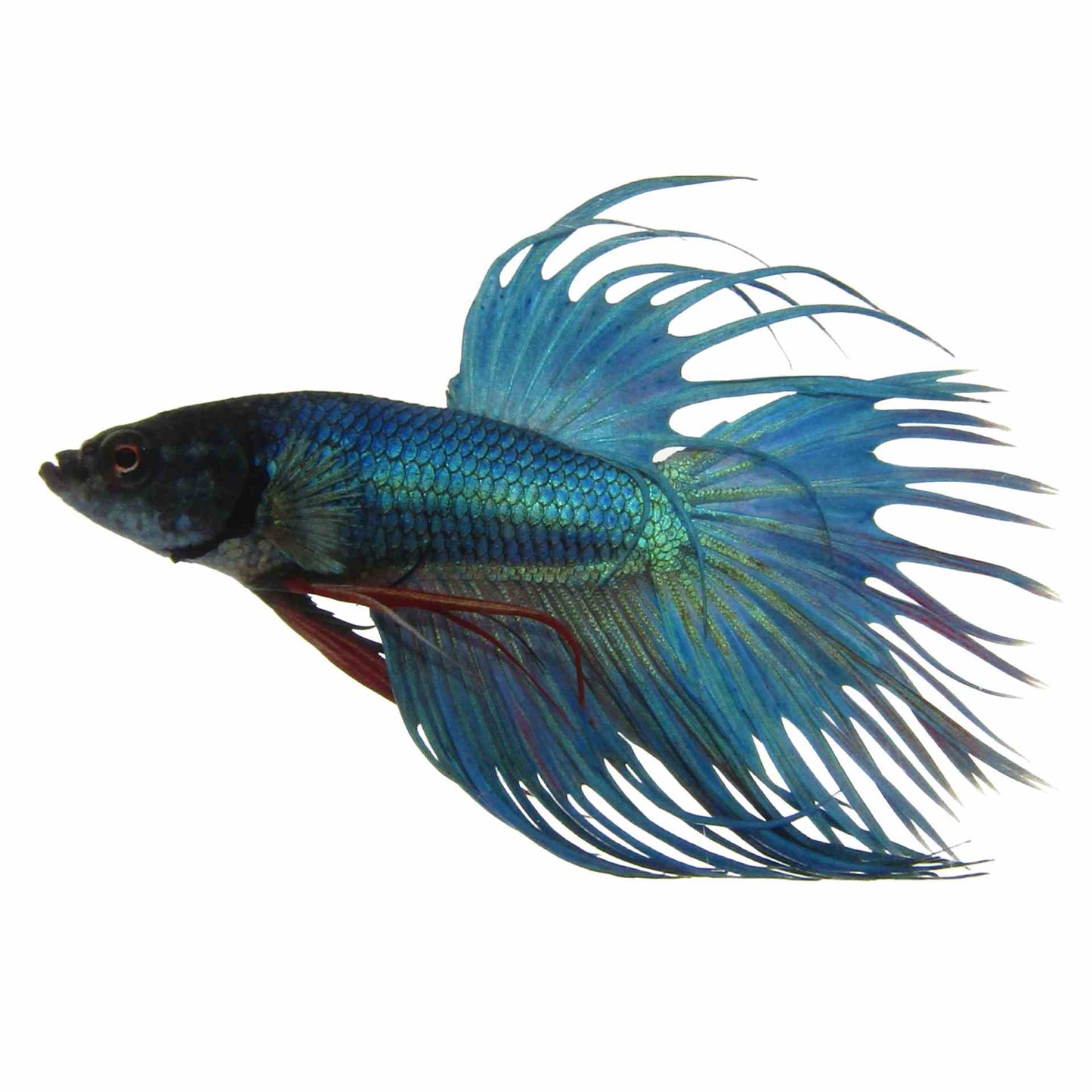 Betta Crowntail Male - Assorted