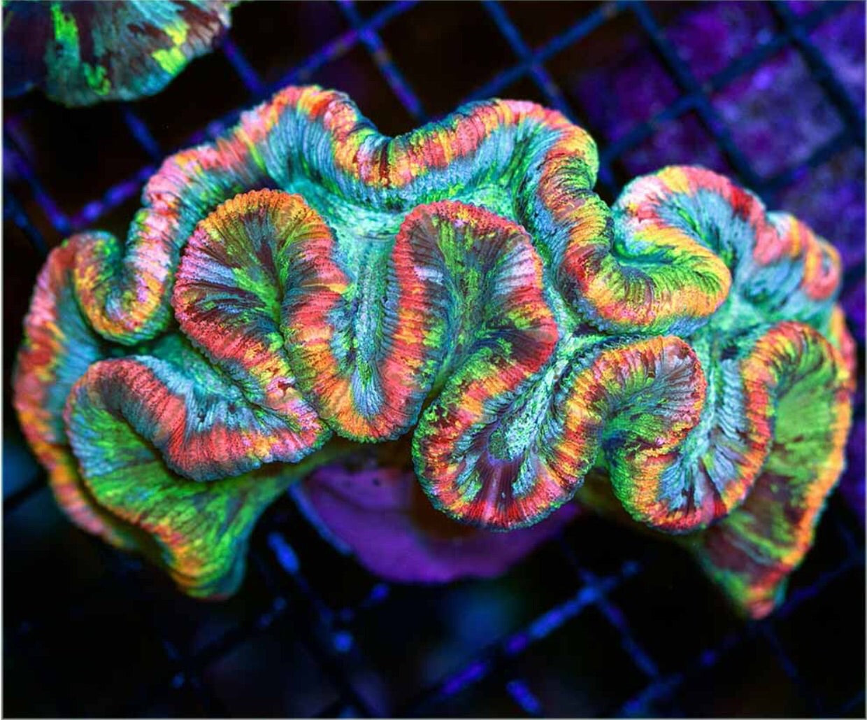 Open Brain Corals (Trachyphillia sp.)