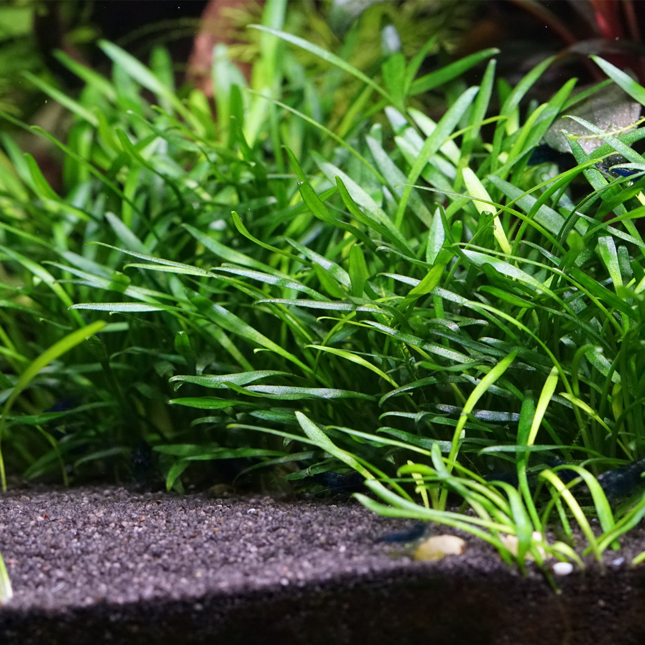 Cryptocoryne parva "Rare"