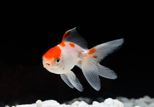 Goldfish - Red & White Fantail