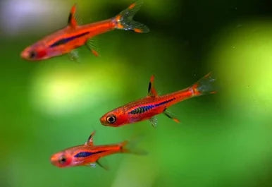 Rasbora - Chilli