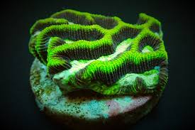 Maze Corals (Platygyra sp.)